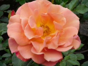 Peach Rose (author's collection)